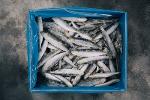 Poisson sardine frais surgelé