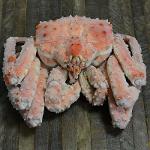 Crabes royaux entiers surgelés