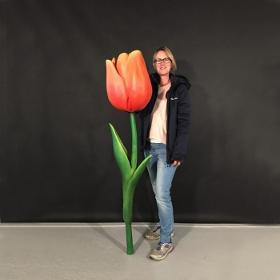 Tulipe géante 