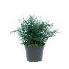 Plante Stabilisée Asparagus Plumosus verte 30/40cm