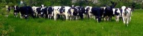 Location de vaches laitières ou génisses amouillantes