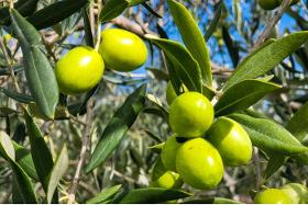 Import export olives vertes