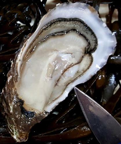 Huîtres creuses de Bretagne - Facile à ouvrir