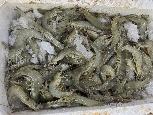 Crevettes Vannamei surgelées